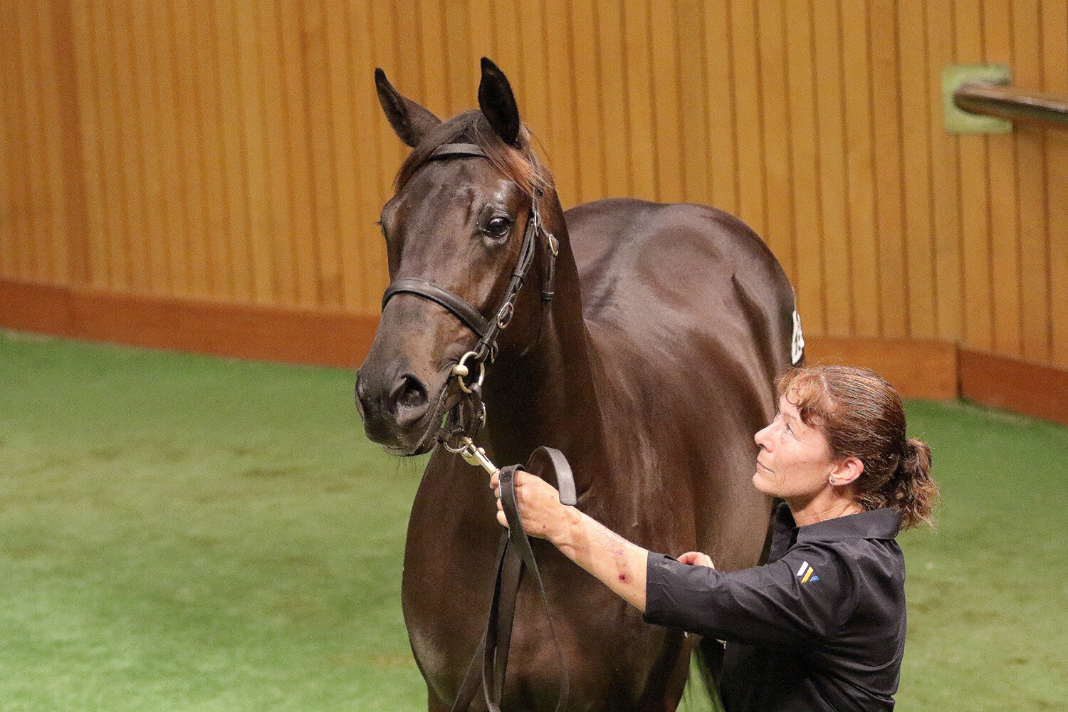 $900,000 purchase, Lot 155 (Pierro x Our Squeezer) from the draft of Westbury Stud. 